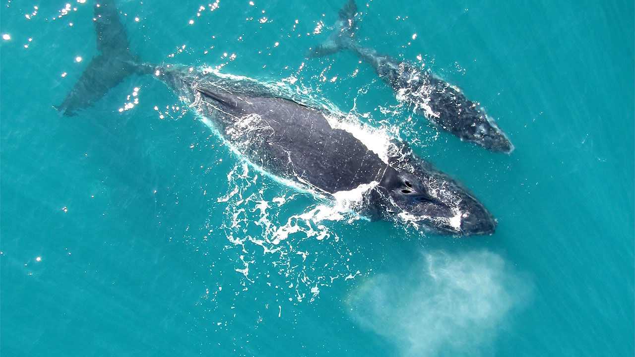 Whale with calf